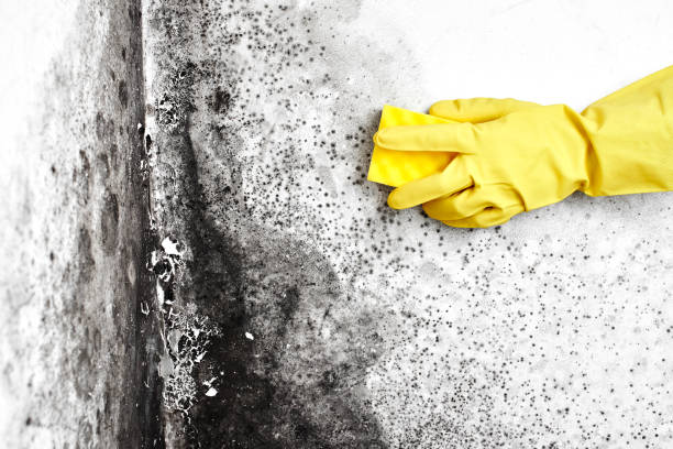 Best Office Mold Removal Services  in Agua Dulce, CA