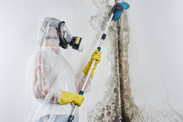 Best Crawl Space Mold Removal  in Agua Dulce, CA