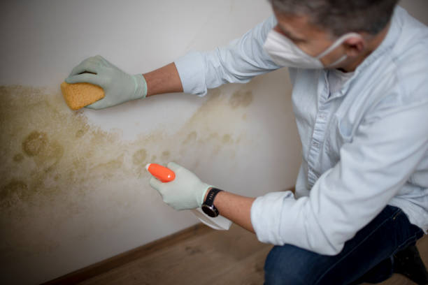 Best Mold Remediation  in Agua Dulce, CA