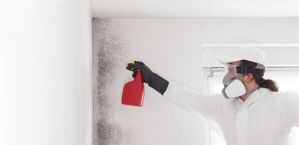 Professional Mold Removal in Agua Dulce, CA