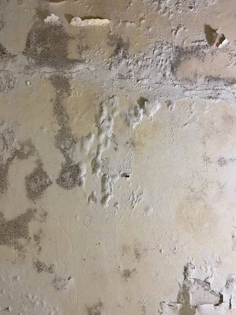 Best Best Mold Removal Companies  in Agua Dulce, CA
