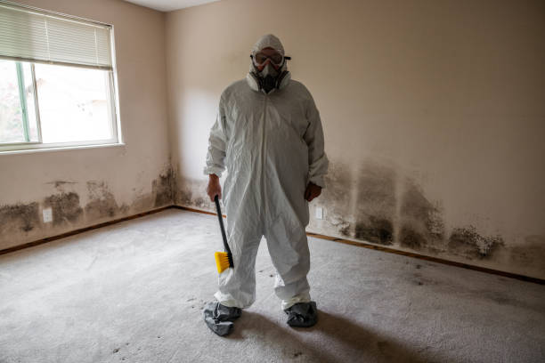 Best Attic Mold Removal  in Agua Dulce, CA