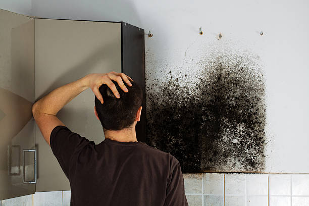 Best Local Mold Removal Service  in Agua Dulce, CA
