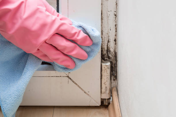 Best Fast Mold Removal  in Agua Dulce, CA